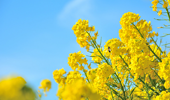 菜の花プロジェクト