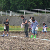 菜の花プロジェクト